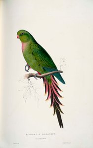 Polytelis alexandrae de Edward Lear